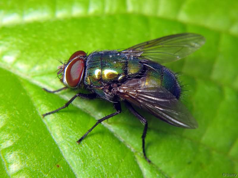 Lucilia sericata